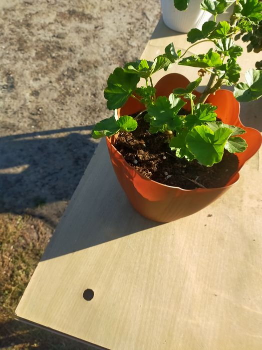 Продам цветы комнатные