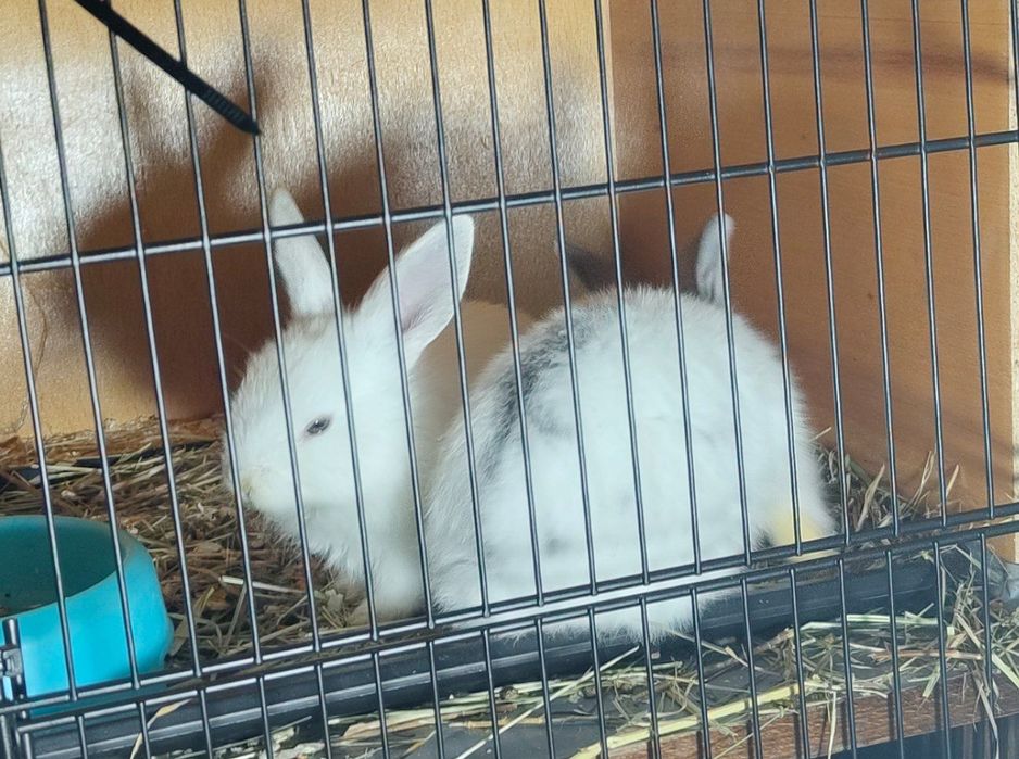 Крольчата домашние