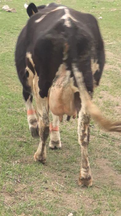 Продаю корову. Сиыр сатамын.