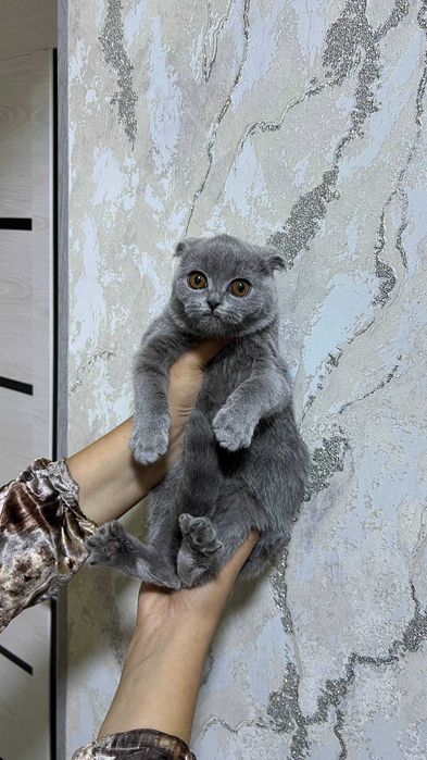 Rohibaning mushukining yaqindan surati