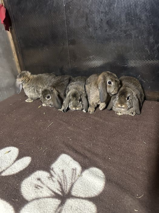 Iepuri berbec german pitic