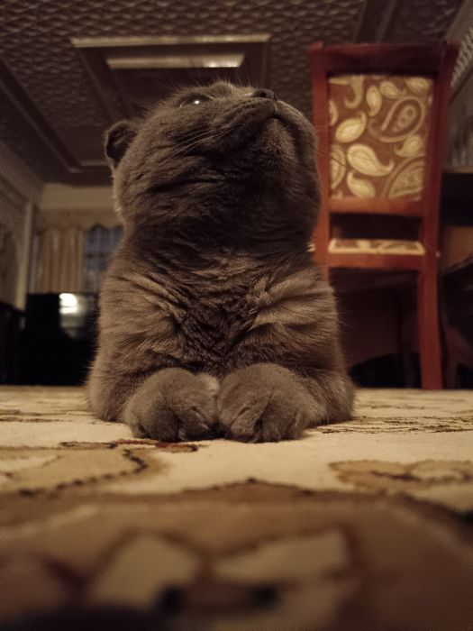 Чистокровная кошечка почти даром.  С лотком с когеточкем