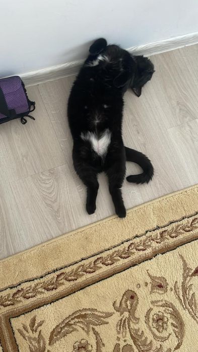 Кошка чёрная, 2 года