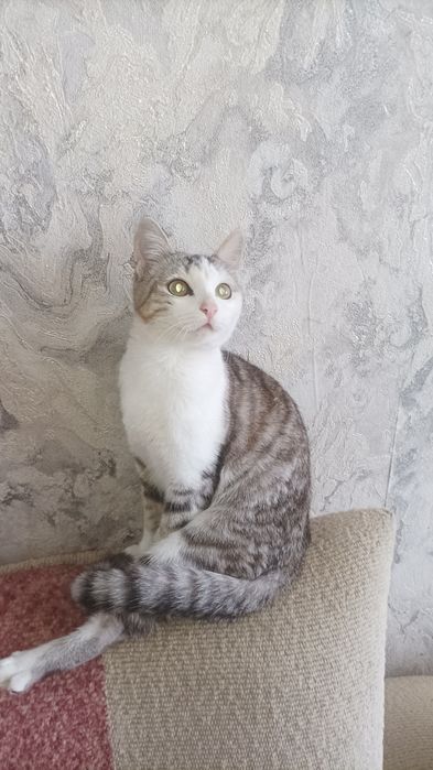 Отдам красивого котика.