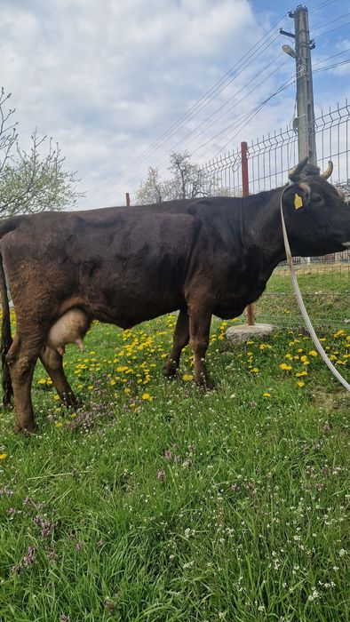 Vaca de vînzare mai multe detali la tel