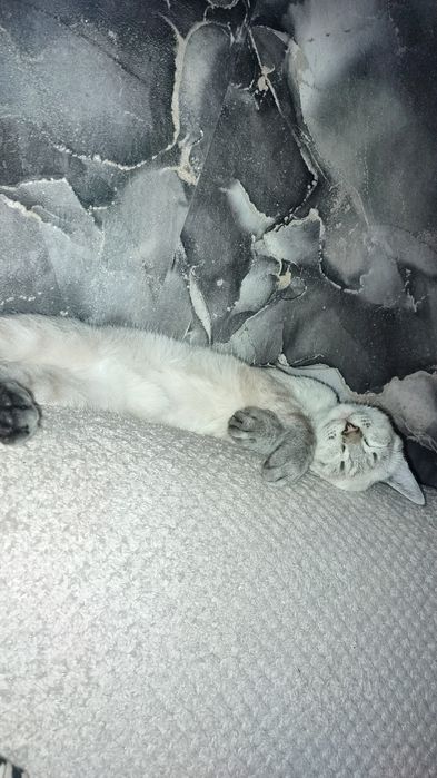 Отдам котёнка, бесплатно.