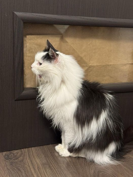Дългокосместо женско коте търси дом