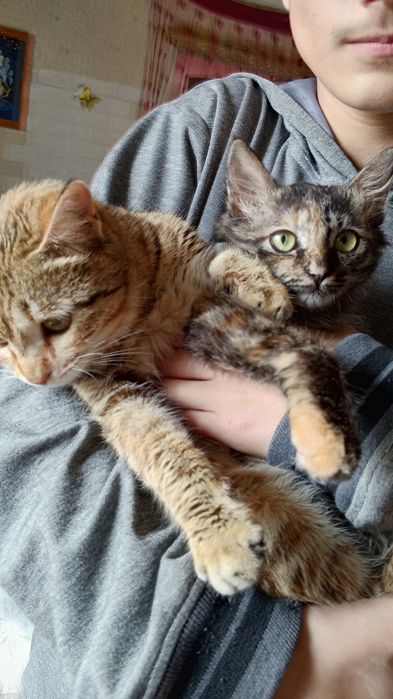 Отдам даром, только в добрые руки