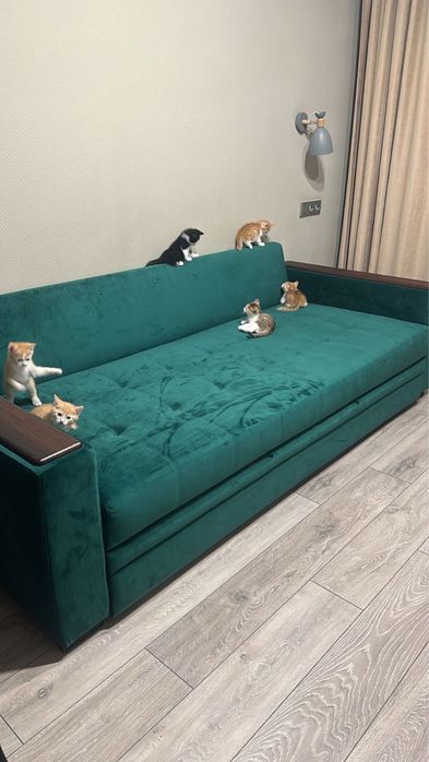 Отдам бесплатно чудесных котят
