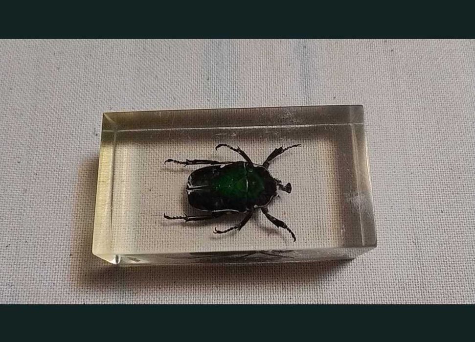 Insecte reale conservate în rășină sintetică - seria de la Deagostini