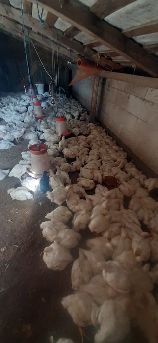 Vand pui de carne 2.2 kg  .