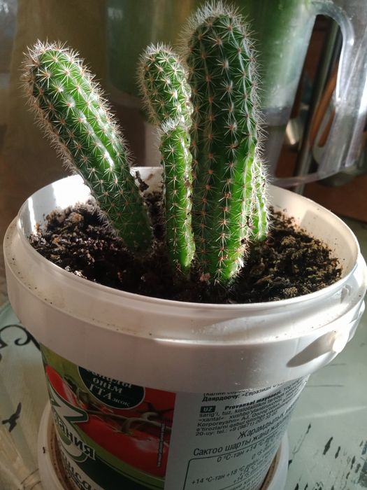 Комнатные цветы. Реальная цены.