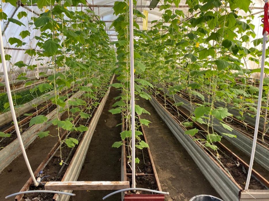 Сдается в аренду теплица, общей площадью 1000 кВ.м.