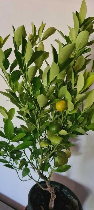 Vand Lamai pe rod in ghiveci,calamondino,kumquat,mandarini si maslini.