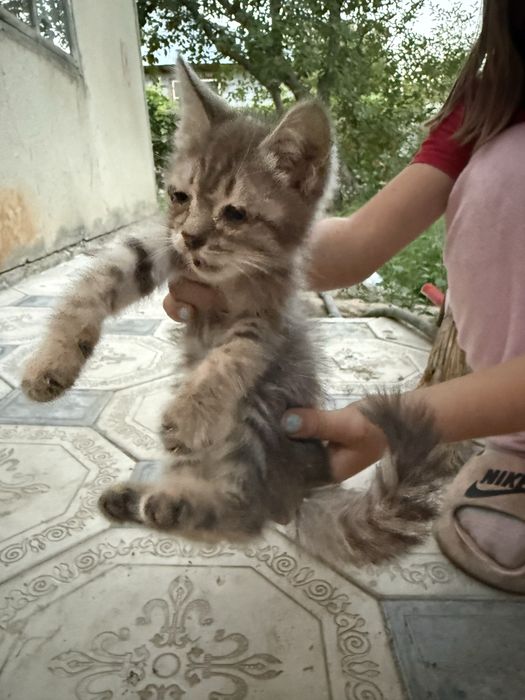 Котята отдам бесплатно