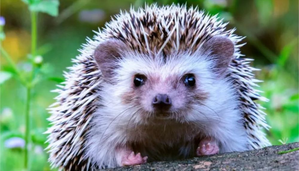 Отдам ежика бесплатно