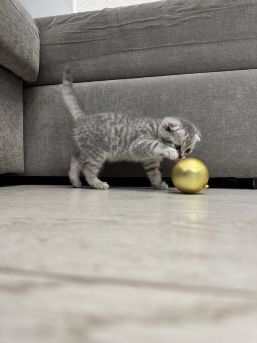 Вислоухие котята 1,5 мес