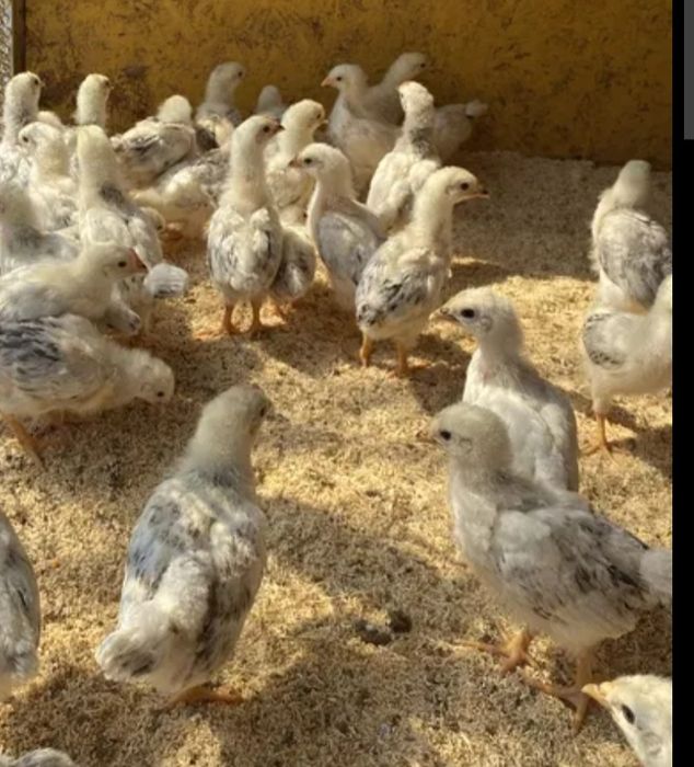 Циплята породы адлер