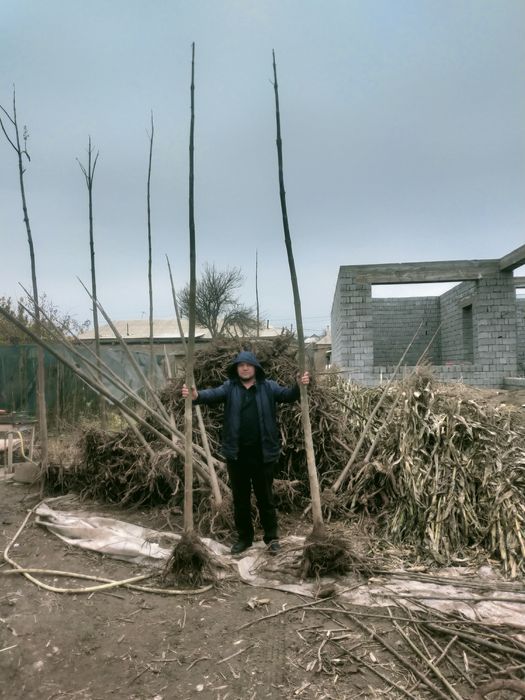 Саженцы павловния павлония