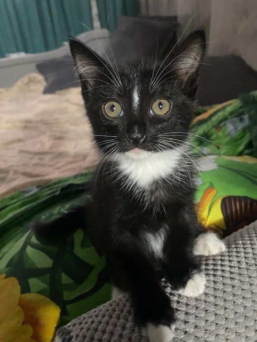 Отдам бесплатно  котенка