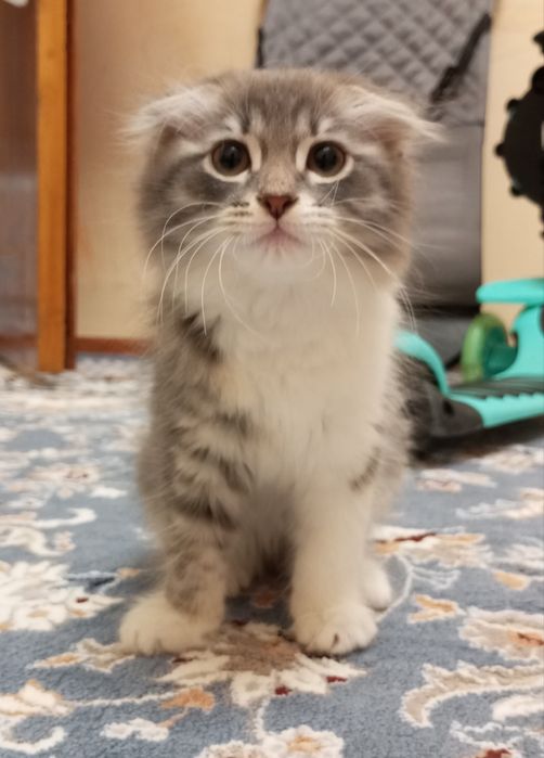 Котёнок вислоухый
