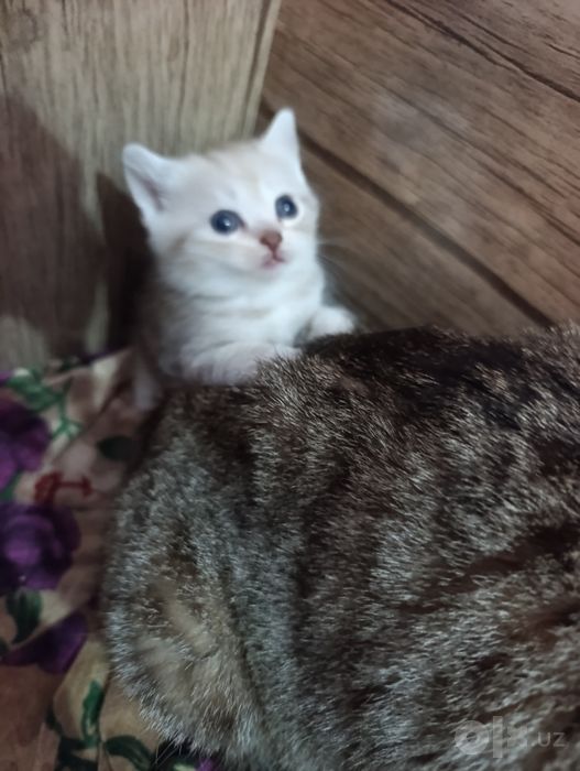 Шотландские котята