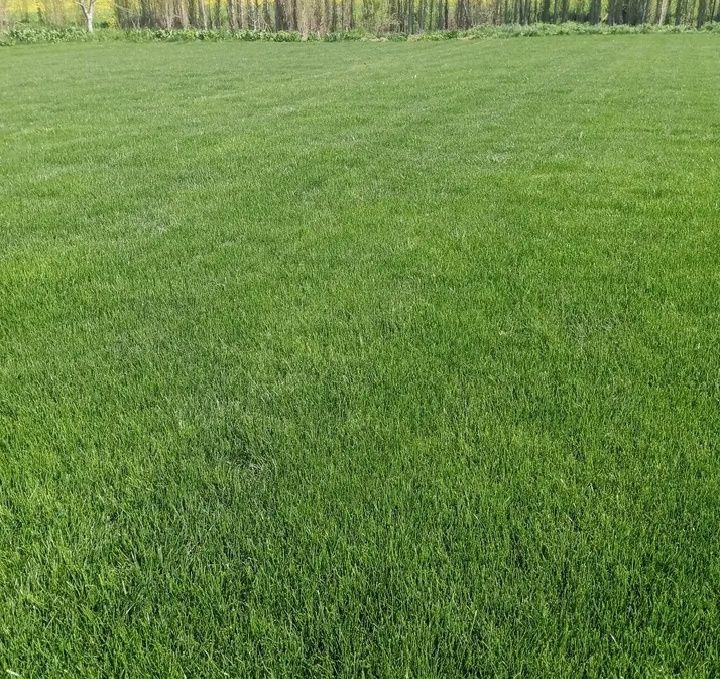 Gazon urugʼi va tayyori bor gullar daraxtlar to