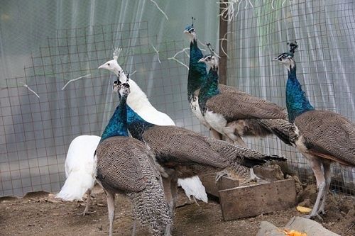 Белые и Индийские павлины ..