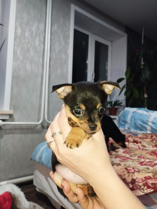 Щенок той-терьера