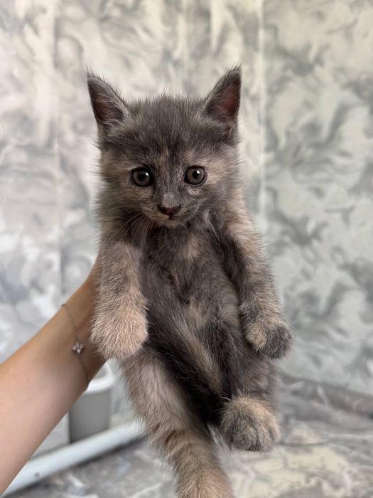 отдам котенка в добрые руки