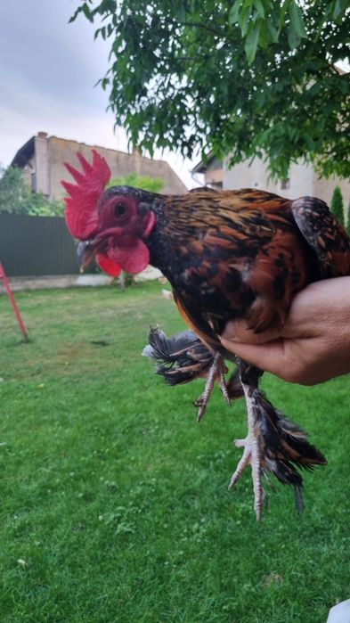 Cocoși Liliputi.