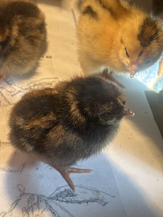 Цыплята домашние