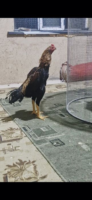 Майский шоже Кораз сатылады