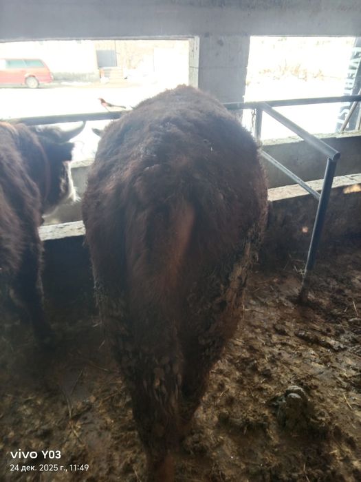 бычки полтора года