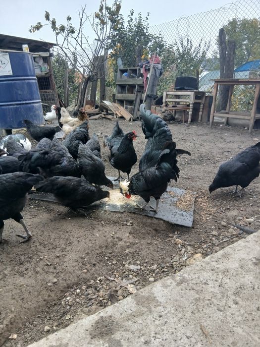 Schimb  cocoși motata olandeza