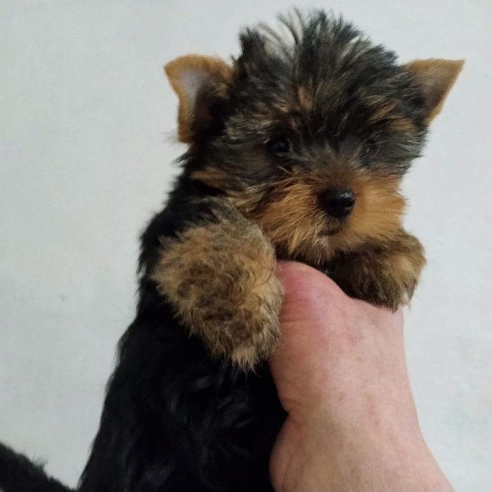 Щенки йоркширского терьера миники