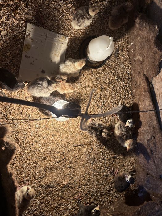 Индюк балапандары