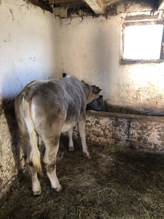 vând junincă 250 260 de kg