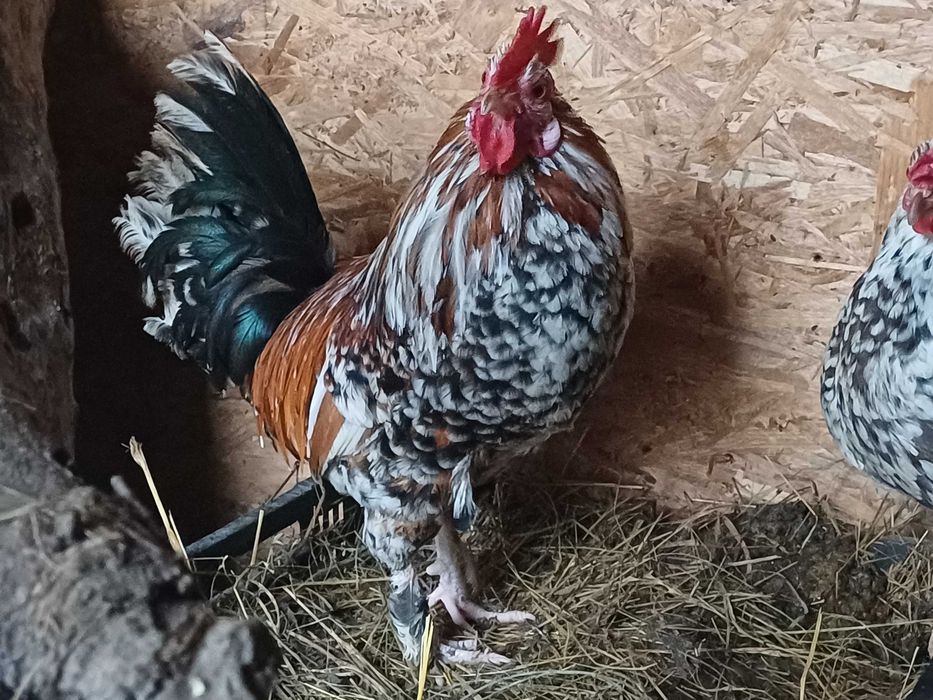 Cocoș american de casa