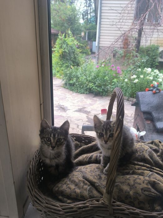 Котята ищут новый дом