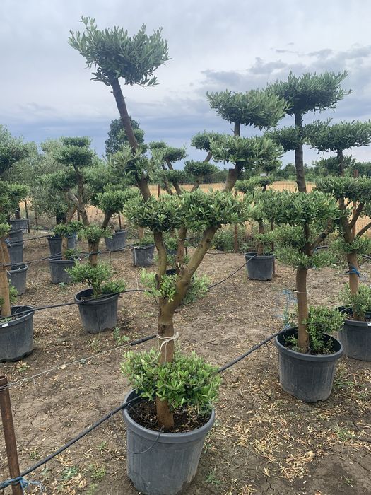 Maslin Bonsai in ghiveci