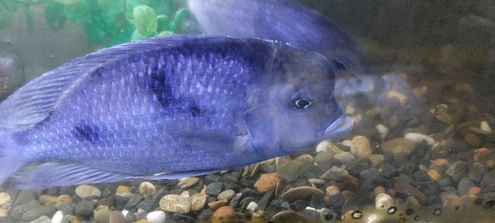 Дельфины ( малави)