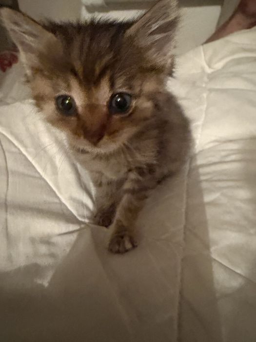 Отдам котят в добрые руки.