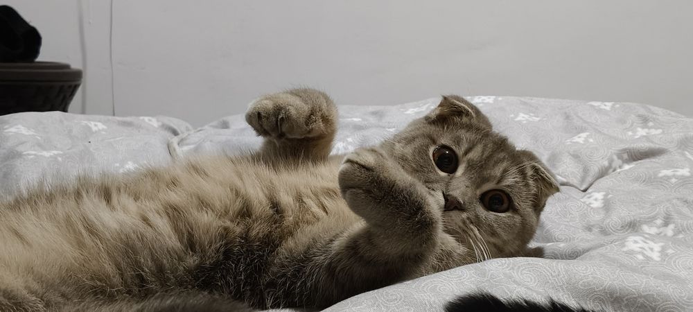 Ищем жениха на вязку