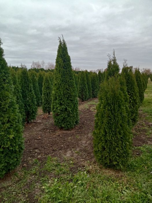 Туя смаракт, барабант красивая