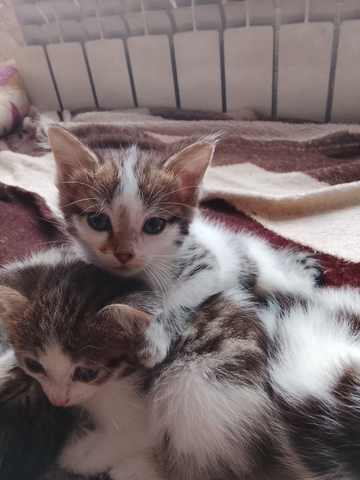 отдам котят в добрые руки
