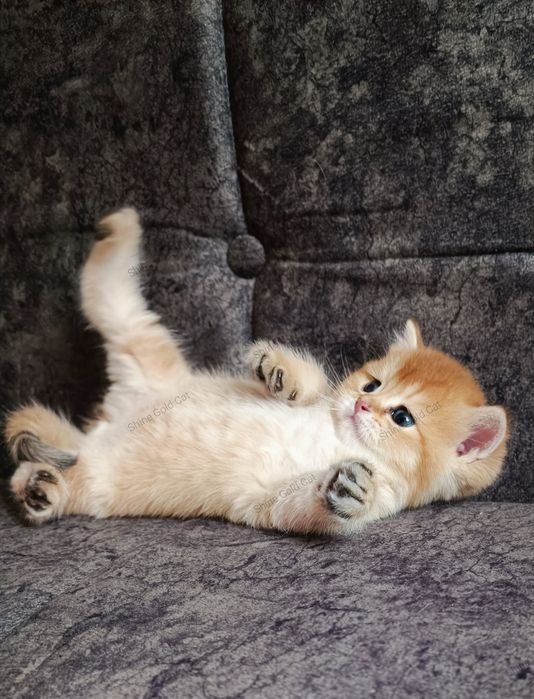 Британские Золотые Шиншиллы