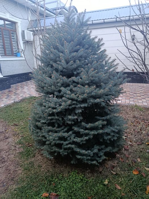 Голубая ель 2 мерир сотилади