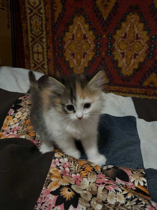 Отдам котенка девочки