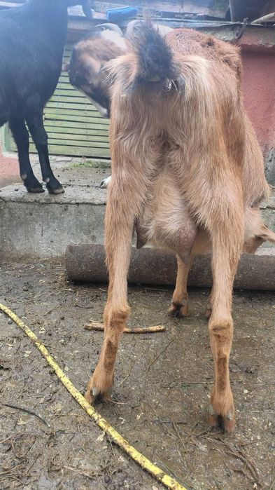 Capre gestante metis de anglolubian